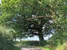 Country lanes
