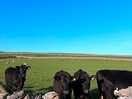 Cows and sheep in next field