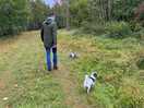 Great woodland dog walk
