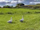 Morning visitors