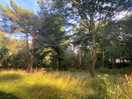 This is a lovely walk down the lane next to the site