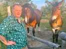 Friendly horses