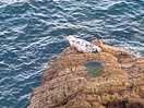 Seals