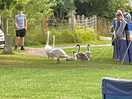 Signets with parents