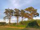 A sunny evening