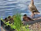 Ducks