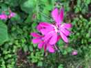 Some of the plants on our woodland walk.