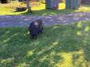 Also a big friendly pig