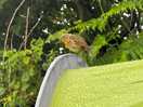 Robin friend