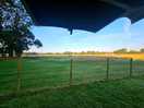 Morning view of the cows