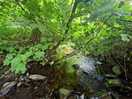 Explore the stream.