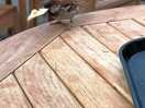 Friendly birds
