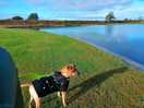 Buddy beside the lake