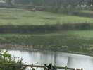 Mildred and monty the goats with the highland cows beyond the lake