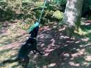 Rope swings