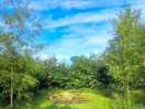Dog walking area