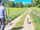Dog walk