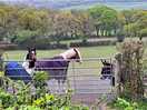 Horses and donkeys.