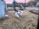 Other permanent residents