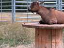 Pygmy goat