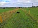 Dog walk.....