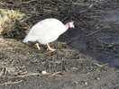 Arthur the sites friendly guinea fowl. such a happy little guy.
