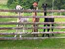 Resident inquisitive alpacas