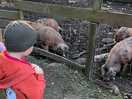 Onsite pigs