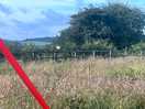 Guinea fowl on the fence