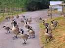 Over friendly geese