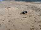 Nice beach