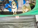 Dogs at home