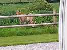 Alpacas field