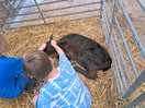 Meeting the animals.