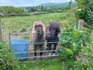 The neighbours!