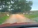 The sheep waiting to greet us 😂