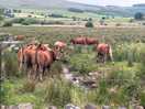 Taking a drink in the stream in the adjoining field