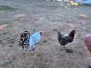 Local chickens, very friendly
