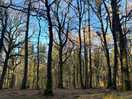 Local walk