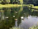 Friendly ducks!