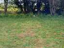 Our pitch