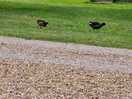 Chicks