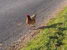 Friendly chickens!
