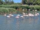 We visited parc ornithologique to see the flamingoes, 45 min drive away