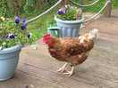 Steve mcqueen has he famous escaping chicken