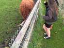 Beautiful highland cows