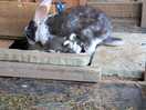 Millie with her babies