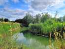 Pond with lots of butterflies.