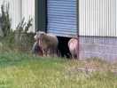 Sheep!