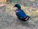 Resident duck!